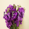 stock flower purple